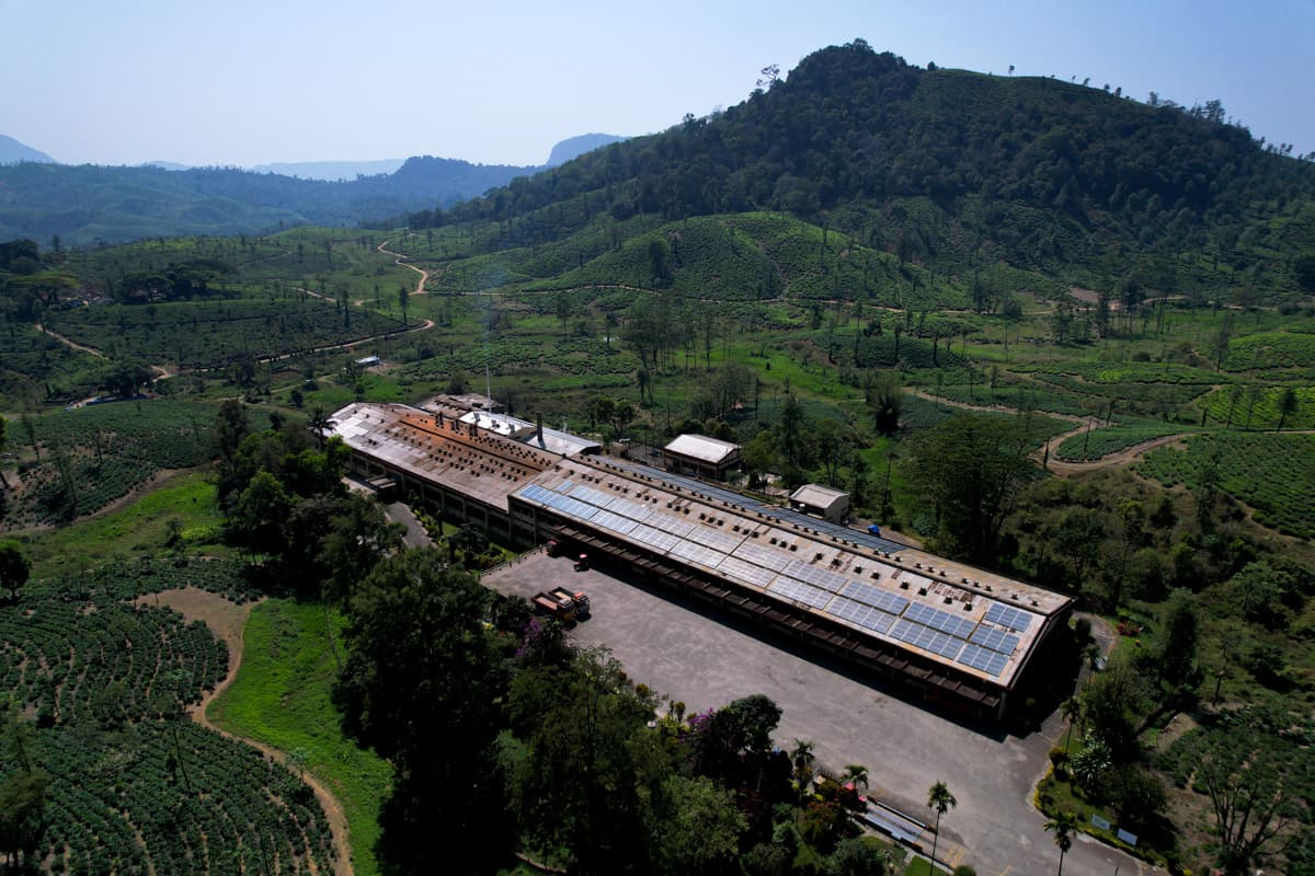 Tea Plantation Processing Site in Tamil Nadu, India